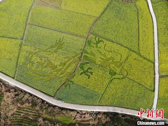 油菜田中的飞龙图案 龙志华 摄  皖南油菜田“艺术性规划”长出新风景