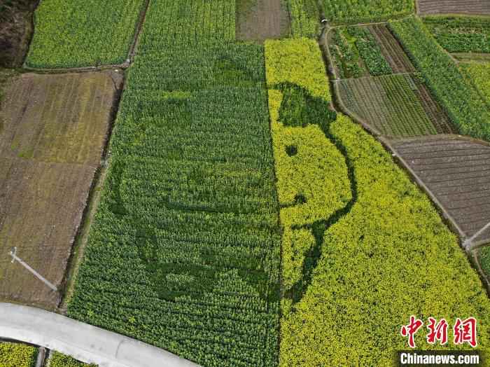 油菜田中的卡通猪图案 龙志华 摄  皖南油菜田“艺术性规划”长出新风景