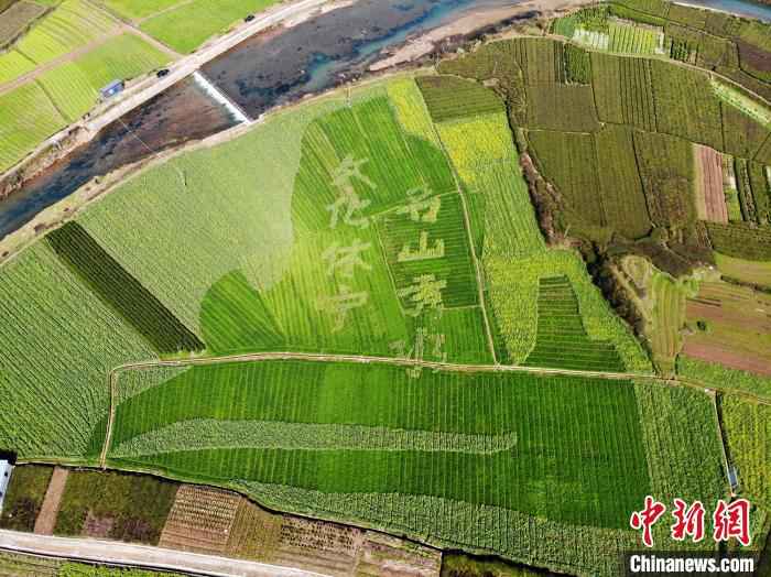 油菜田中的艺术字图案 龙志华 摄  皖南油菜田“艺术性规划”长出新风景